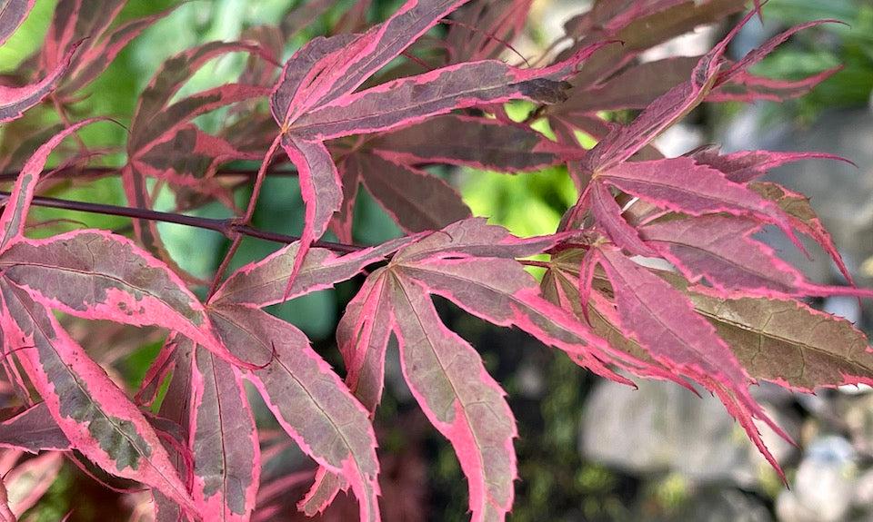 Acer Palmatum 'geisha Gone Wild' - View 29 from www redcrocus com
