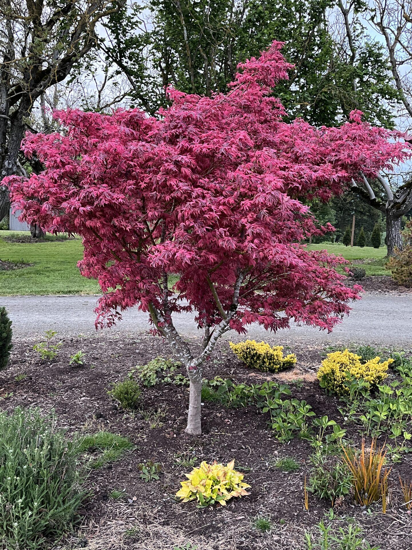 Acer Palmatum 'geisha Gone Wild' - View 2 from www redcrocus com