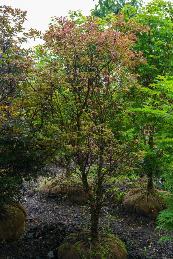 Acer Palmatum 'geisha Gone Wild' - View 30 from www redcrocus com