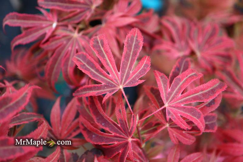 Acer Palmatum 'geisha Gone Wild' - View 31 from www redcrocus com