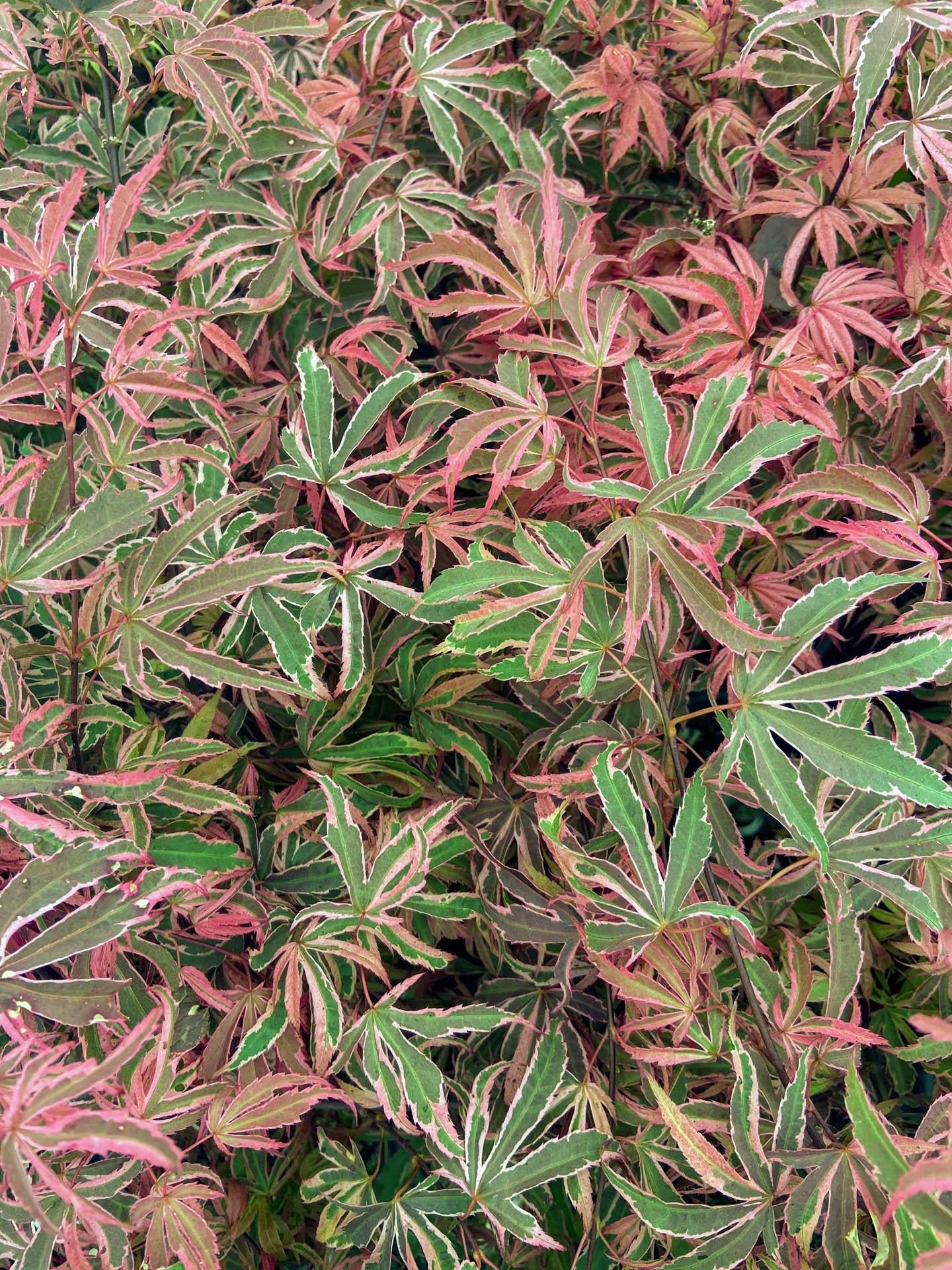Acer Palmatum 'geisha Gone Wild' - View 32 from www redcrocus com