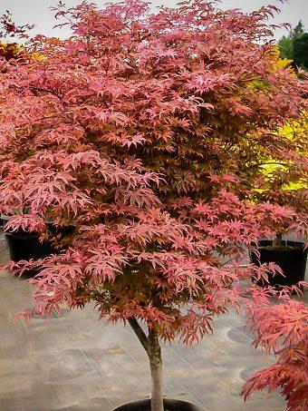 Acer Palmatum 'geisha Gone Wild' - View 33 from www redcrocus com