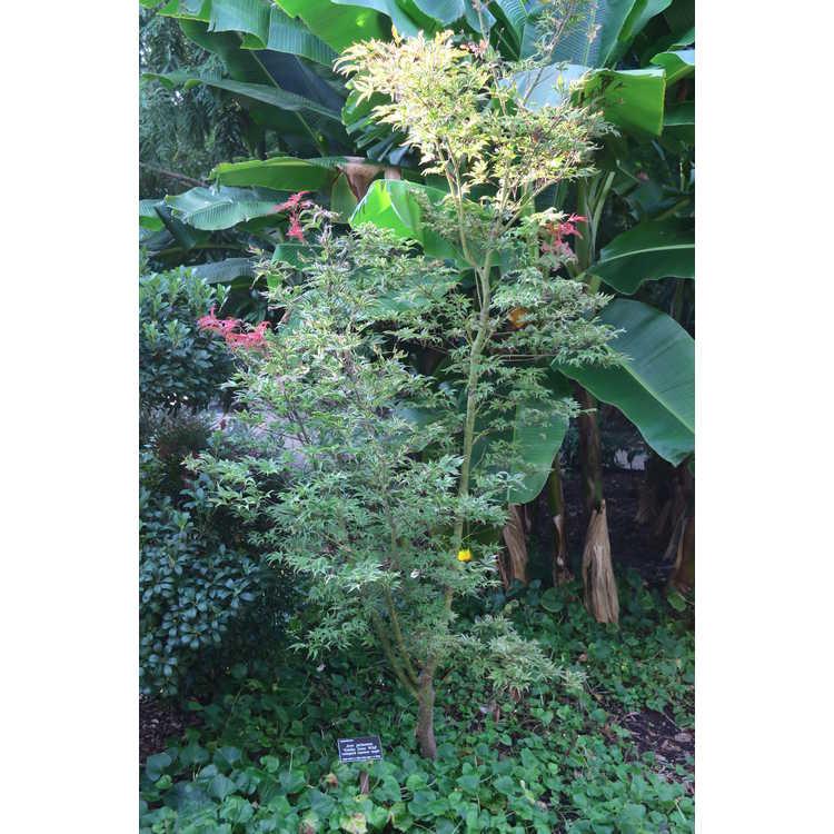 Acer Palmatum 'geisha Gone Wild' - View 34 from www redcrocus com