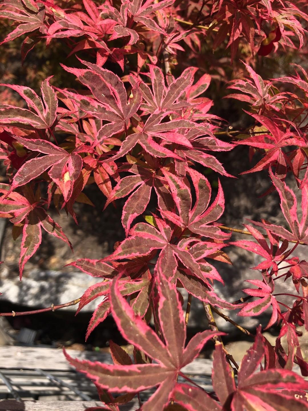 Acer Palmatum 'geisha Gone Wild' - View 35 from www redcrocus com