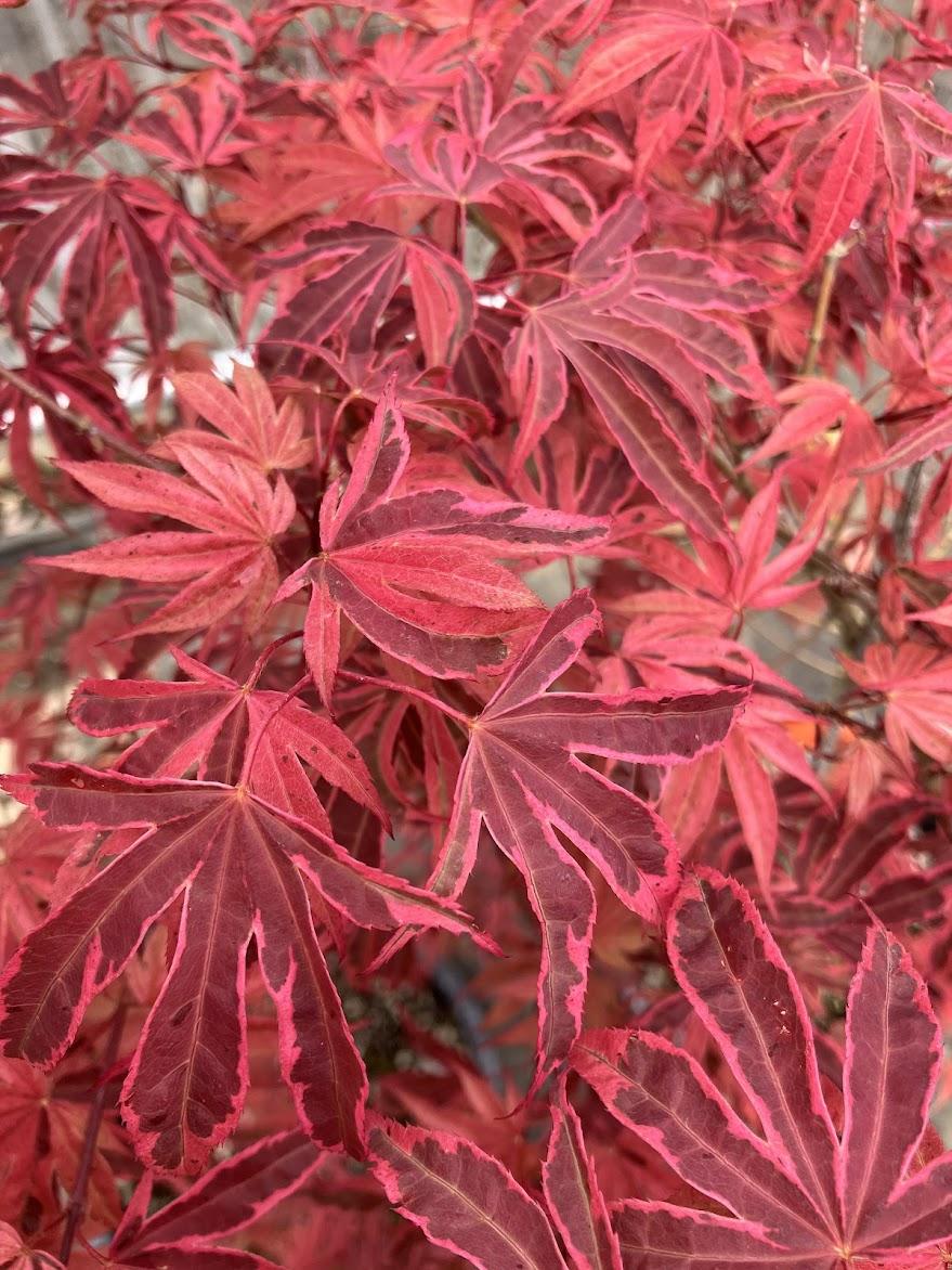 Acer Palmatum 'geisha Gone Wild' - View 36 from www redcrocus com