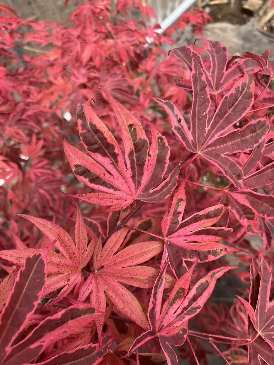 Acer Palmatum 'geisha Gone Wild' - View 38 from www redcrocus com