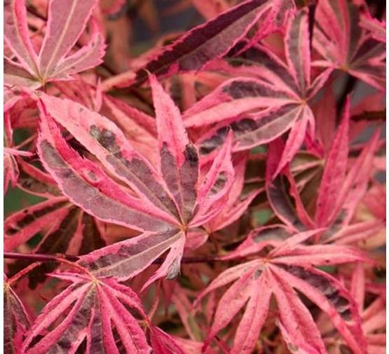 Acer Palmatum 'geisha Gone Wild' - View 39 from www redcrocus com