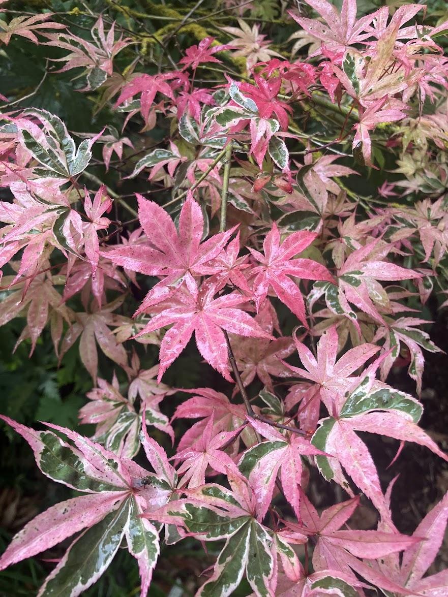 Acer Palmatum 'geisha Gone Wild' - View 3 from www redcrocus com