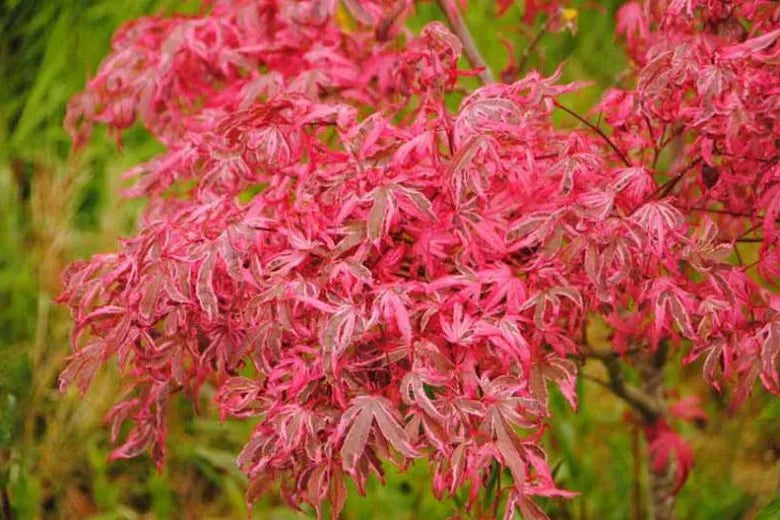 Acer Palmatum 'geisha Gone Wild' - View 4 from www redcrocus com
