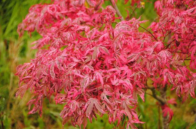 Acer Palmatum 'geisha Gone Wild' - View 5 from www redcrocus com