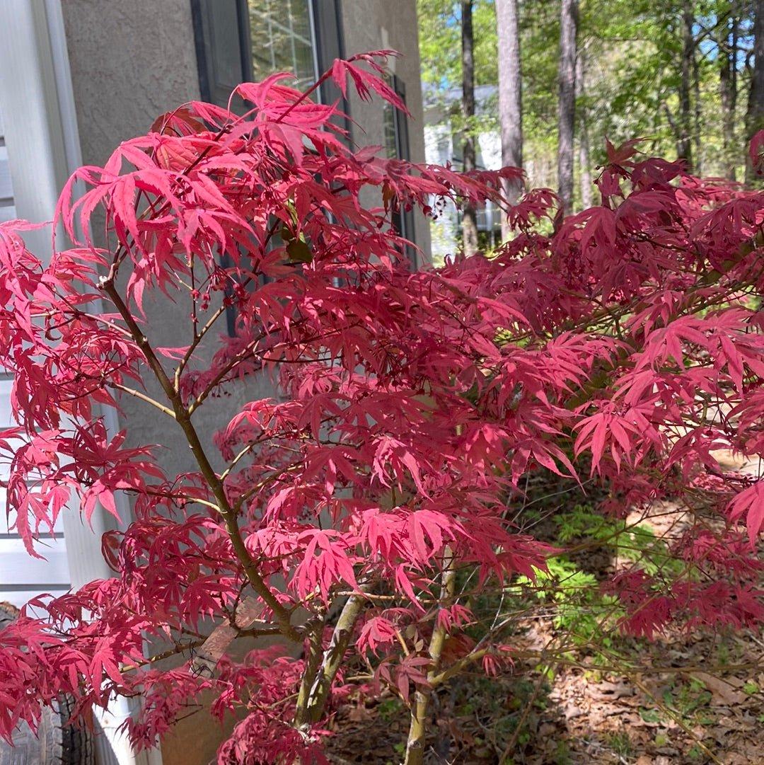 Acer Palmatum 'geisha Gone Wild' - View 6 from www redcrocus com