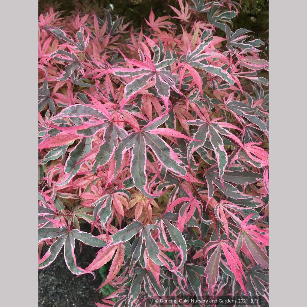 Acer Palmatum 'geisha Gone Wild' - View 7 from www redcrocus com