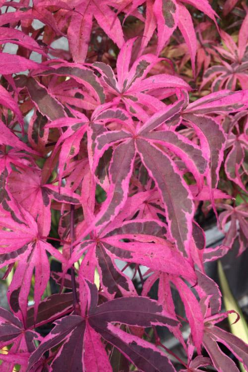 Acer Palmatum 'geisha Gone Wild' - View 8 from www redcrocus com