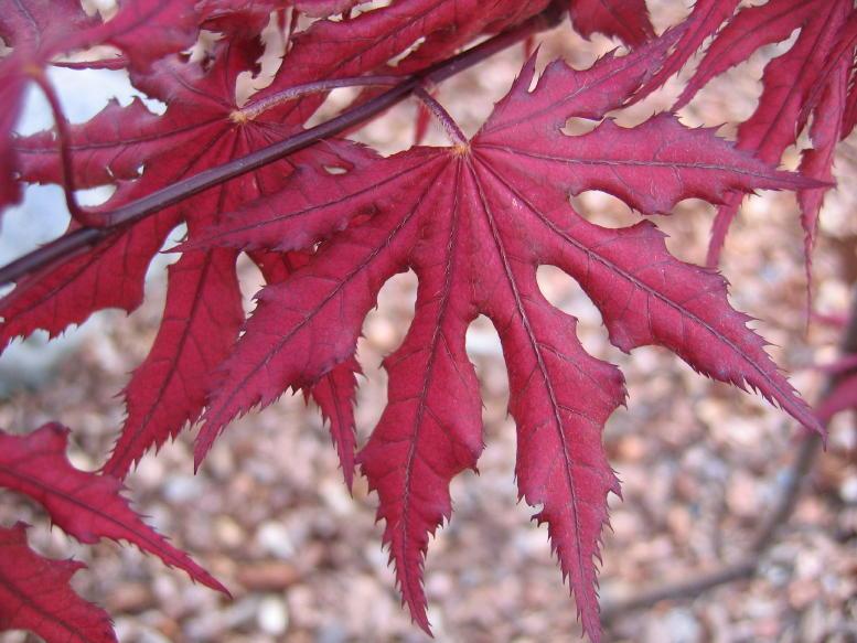 Acer Palmatum 'purple Ghost' - View 10 from www redcrocus com