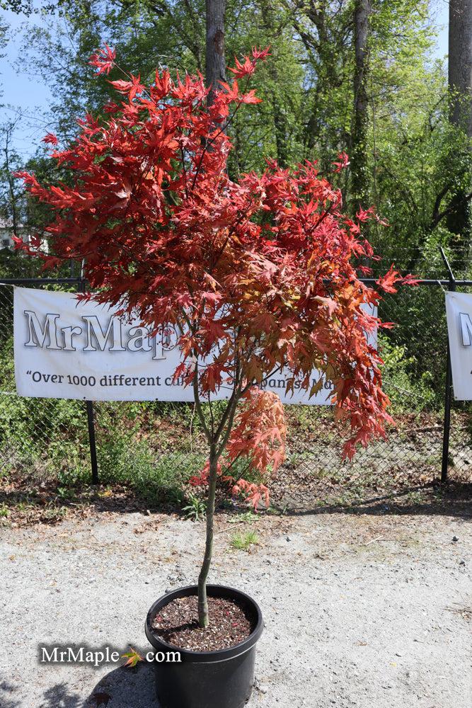 Acer Palmatum 'purple Ghost' - View 12 from www redcrocus com