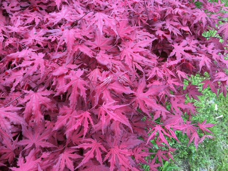 Acer Palmatum 'purple Ghost' - View 13 from www redcrocus com