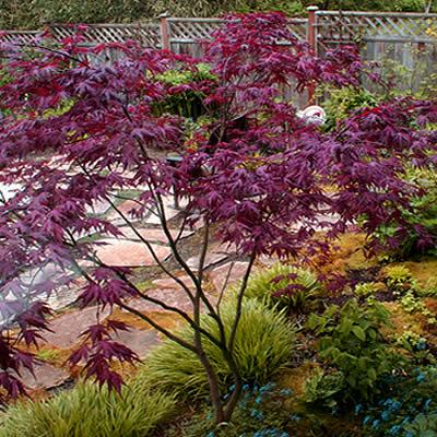 Acer Palmatum 'purple Ghost' - View 14 from www redcrocus com