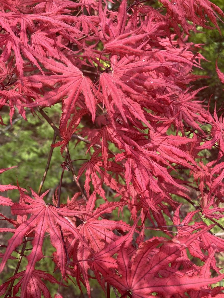 Acer Palmatum 'purple Ghost' - View 16 from www redcrocus com
