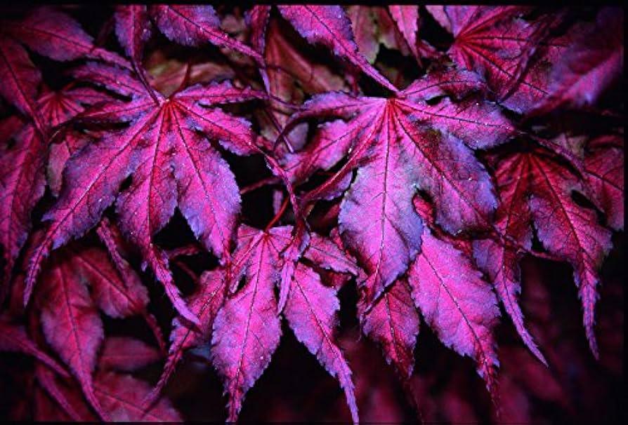 Acer Palmatum 'purple Ghost' - View 17 from www redcrocus com