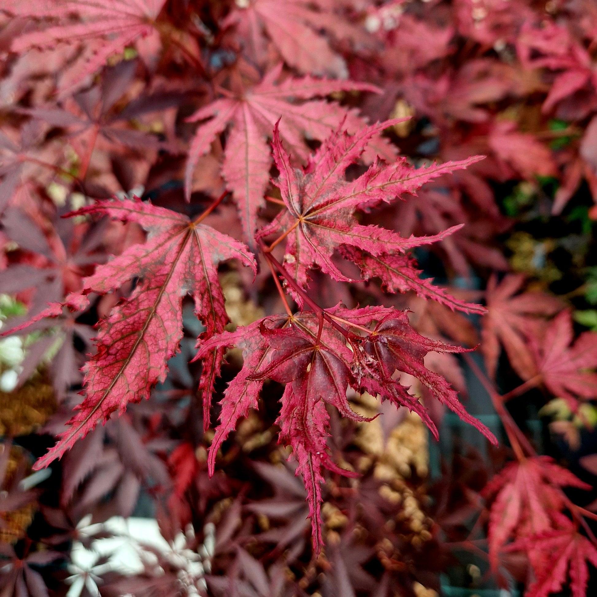 Acer Palmatum 'purple Ghost' - View 18 from www redcrocus com