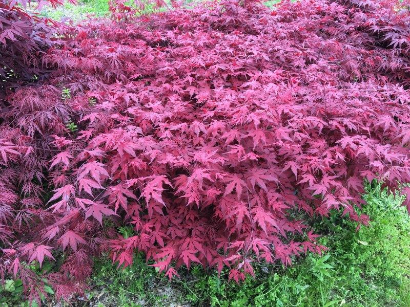 Acer Palmatum 'purple Ghost' - View 19 from www redcrocus com