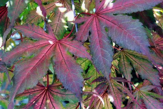 Acer Palmatum 'purple Ghost' - View 1 from www redcrocus com