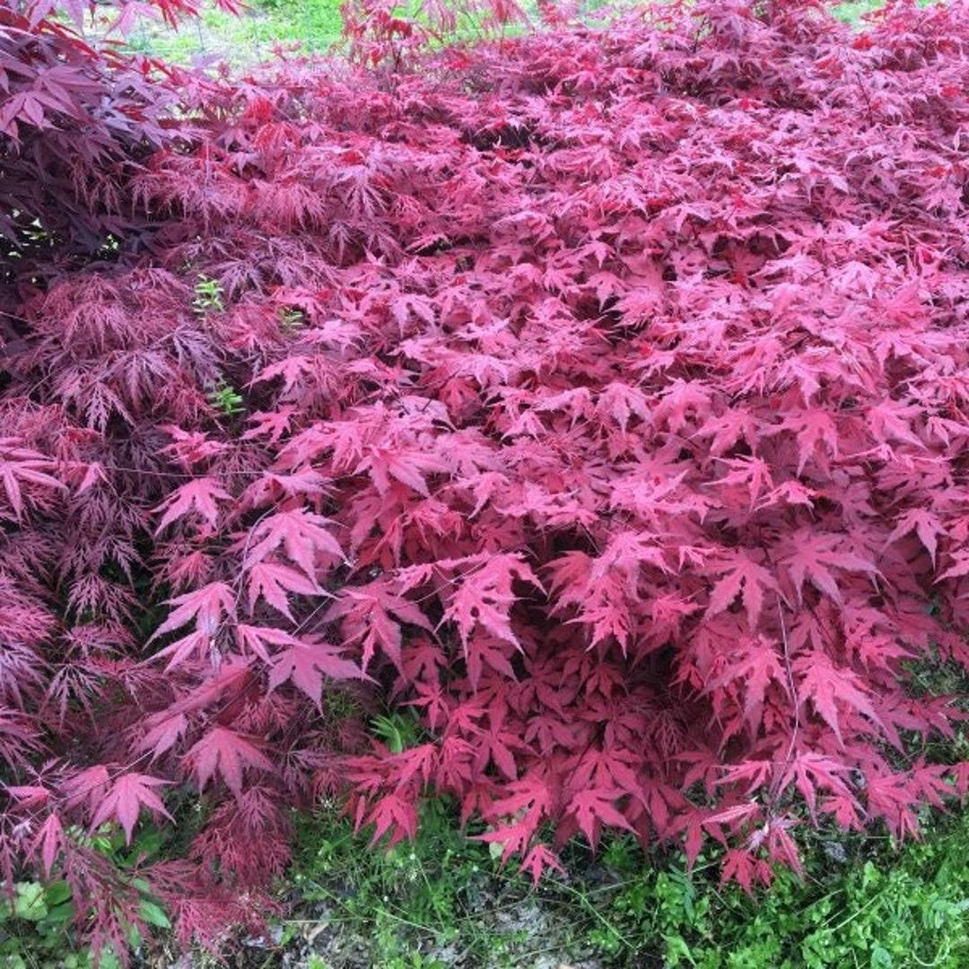 Acer Palmatum 'purple Ghost' - View 20 from www redcrocus com
