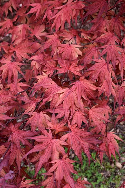 Acer Palmatum 'purple Ghost' - View 21 from www redcrocus com