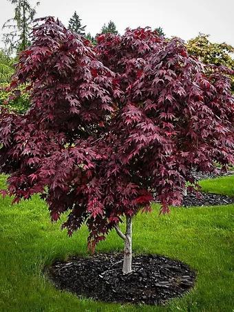 Acer Palmatum 'purple Ghost' - View 22 from www redcrocus com