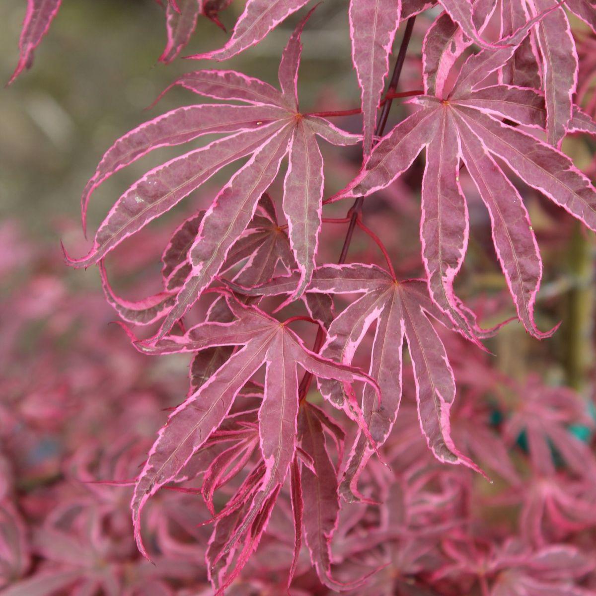 Acer Palmatum 'purple Ghost' - View 23 from www redcrocus com