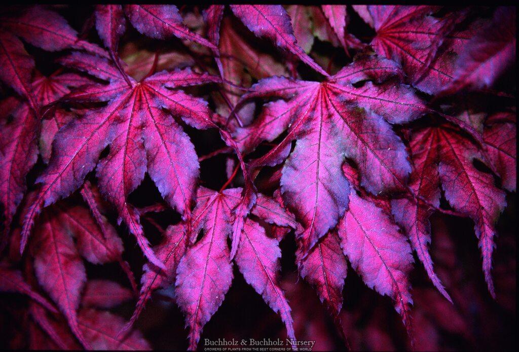 Acer Palmatum 'purple Ghost' - View 24 from www redcrocus com