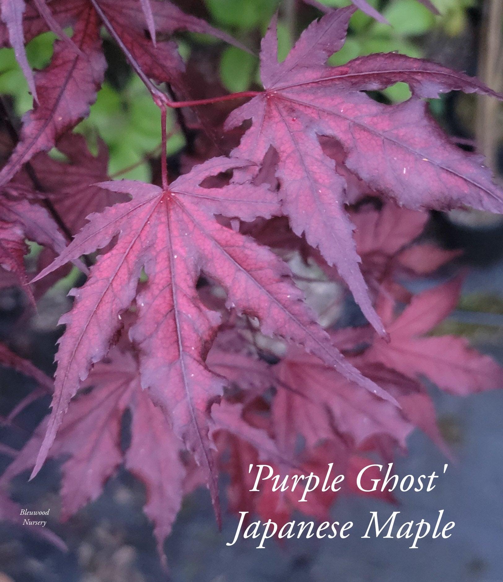 Acer Palmatum 'purple Ghost' - View 28 from www redcrocus com