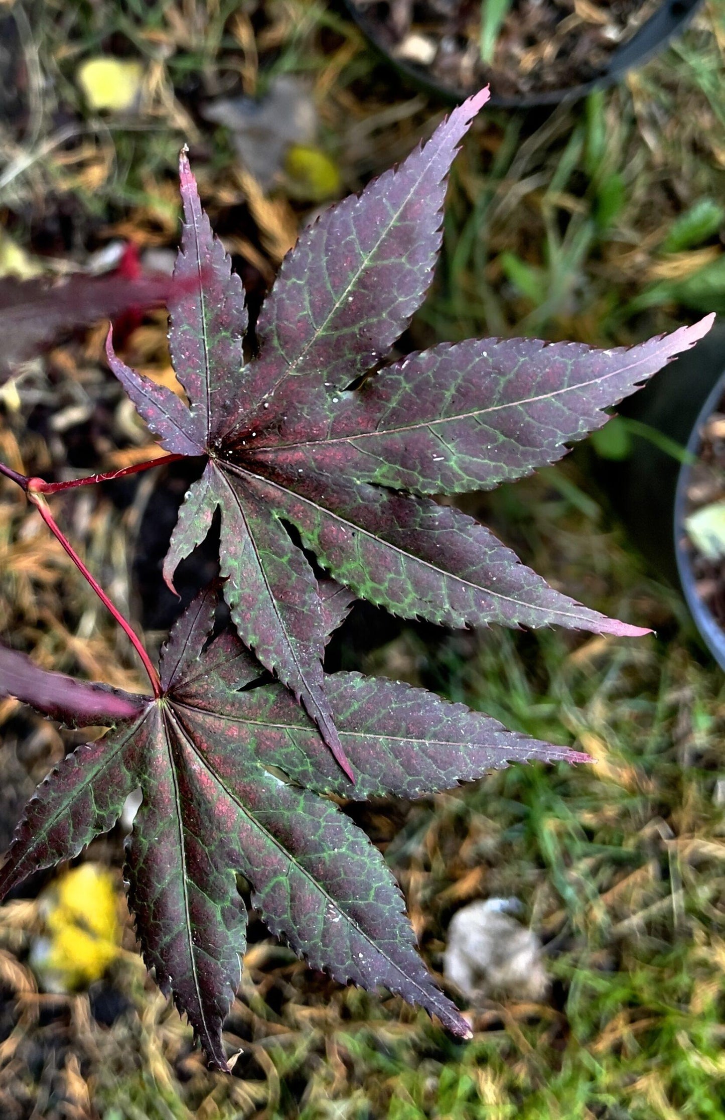 Acer Palmatum 'purple Ghost' - View 31 from www redcrocus com