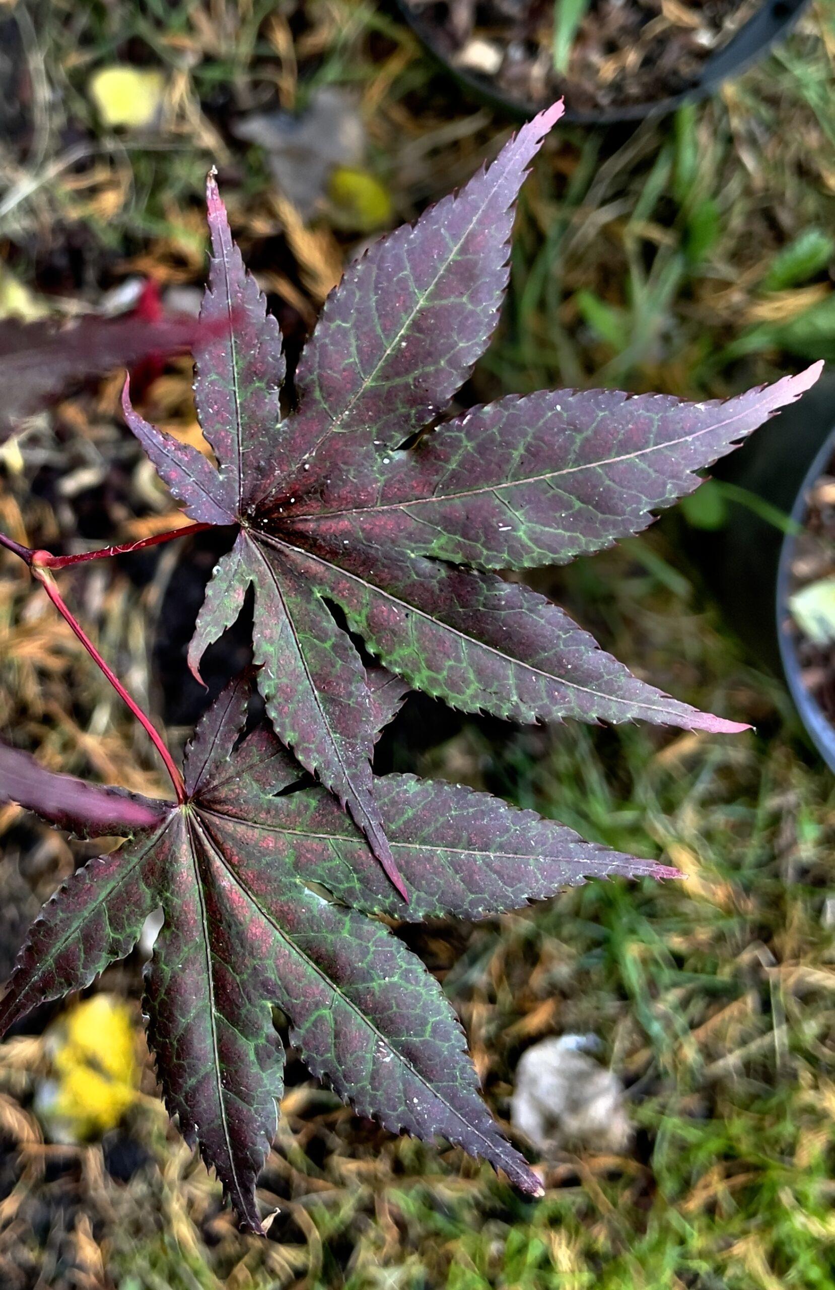 Acer Palmatum 'purple Ghost' - View 31 from www redcrocus com