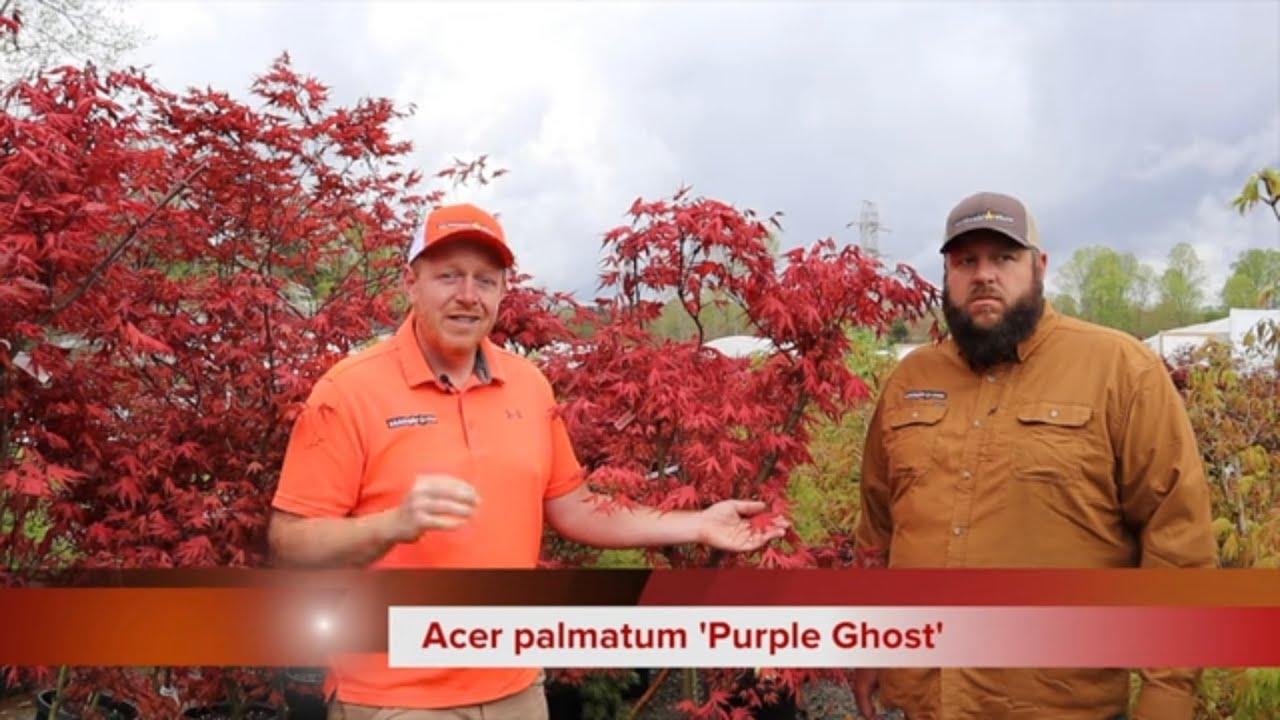 Acer Palmatum 'purple Ghost' - View 33 from www redcrocus com