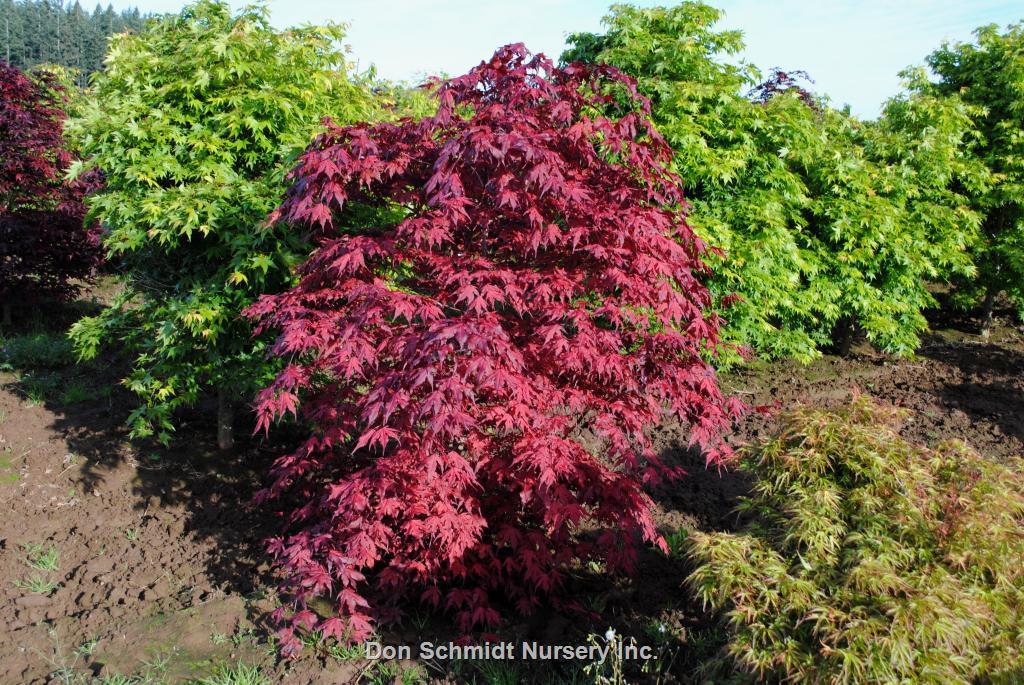 Acer Palmatum 'purple Ghost' - View 35 from www redcrocus com