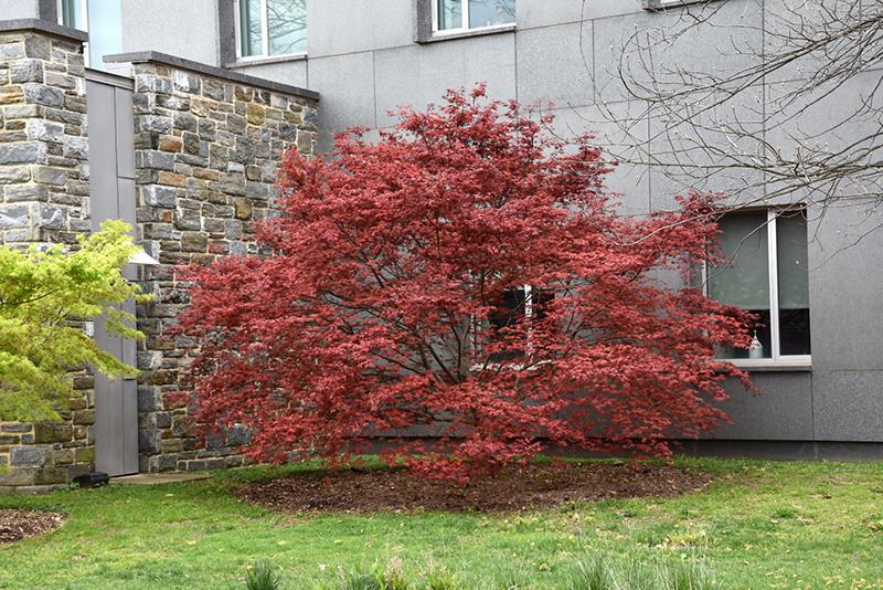Acer Palmatum 'purple Ghost' - View 36 from www redcrocus com