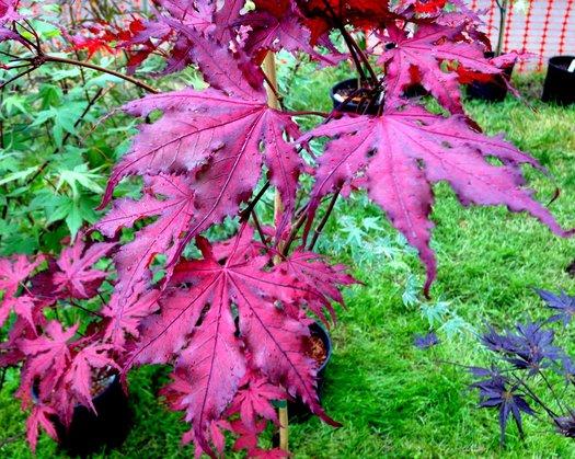 Acer Palmatum 'purple Ghost' - View 37 from www redcrocus com