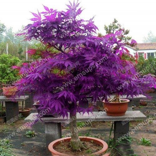 Acer Palmatum 'purple Ghost' - View 38 from www redcrocus com