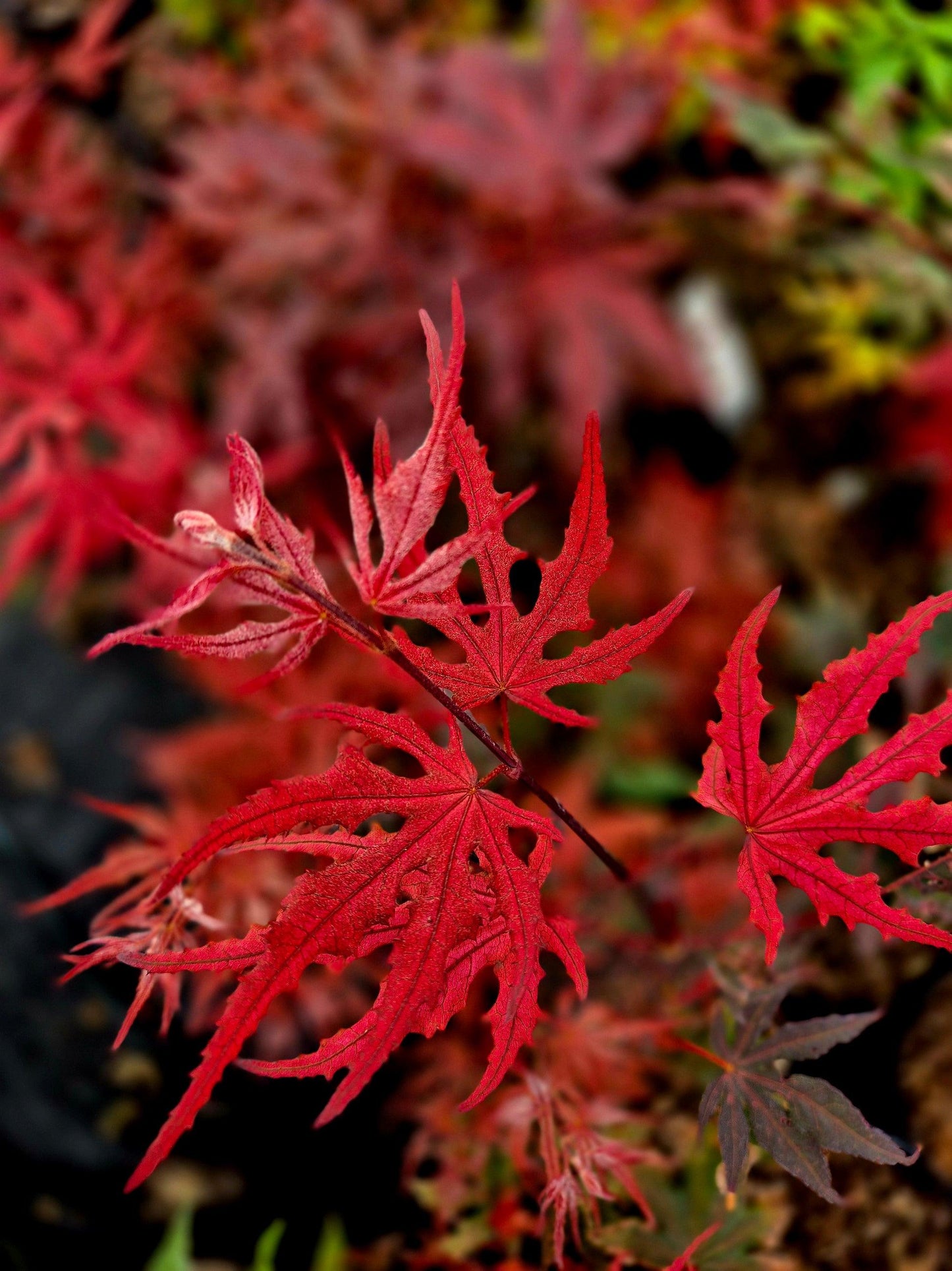 Acer Palmatum 'purple Ghost' - View 39 from www redcrocus com