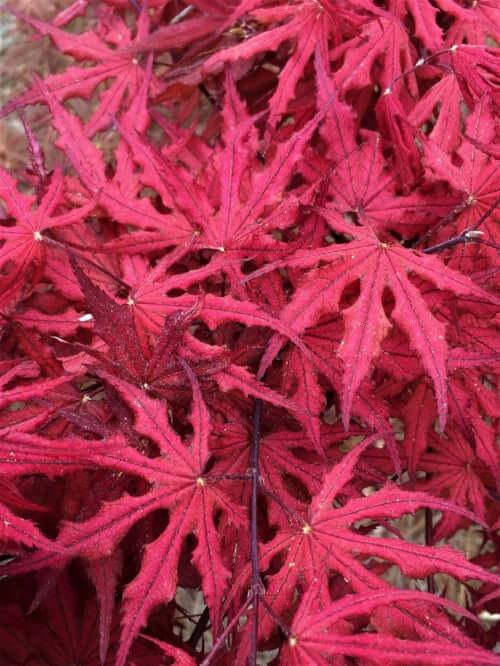 Acer Palmatum 'purple Ghost' - View 4 from www redcrocus com