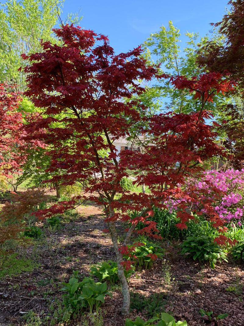 Acer Palmatum 'purple Ghost' - View 5 from www redcrocus com