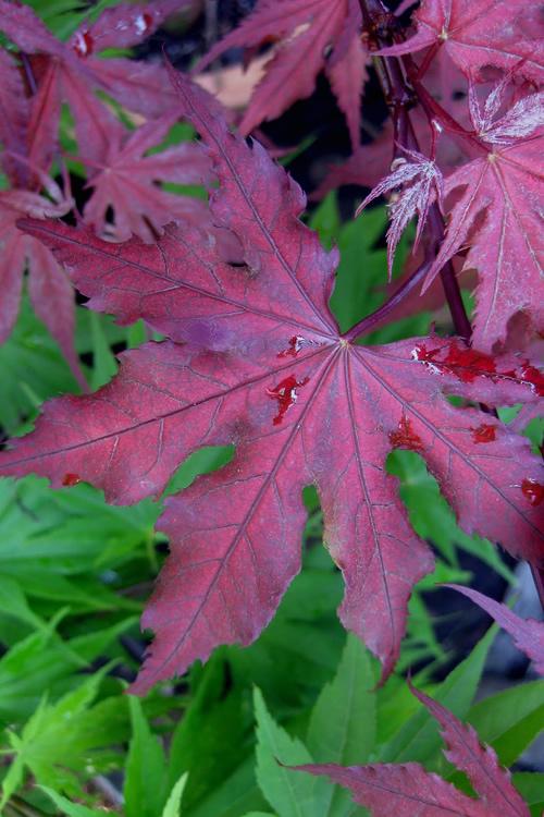 Acer Palmatum 'purple Ghost' - View 7 from www redcrocus com
