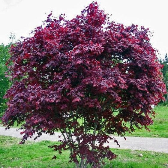 Acer Palmatum 'purple Ghost' - View 9 from www redcrocus com