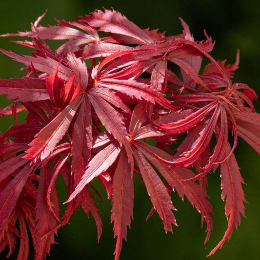 Acer Palmatum 'jerre Schwartz' - View 10 from www redcrocus com