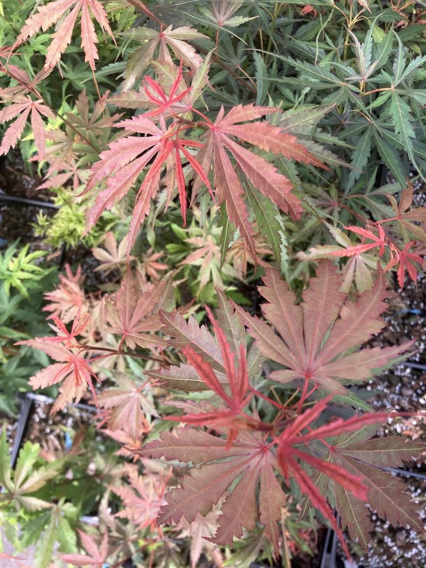 Acer Palmatum 'jerre Schwartz' - View 11 from www redcrocus com