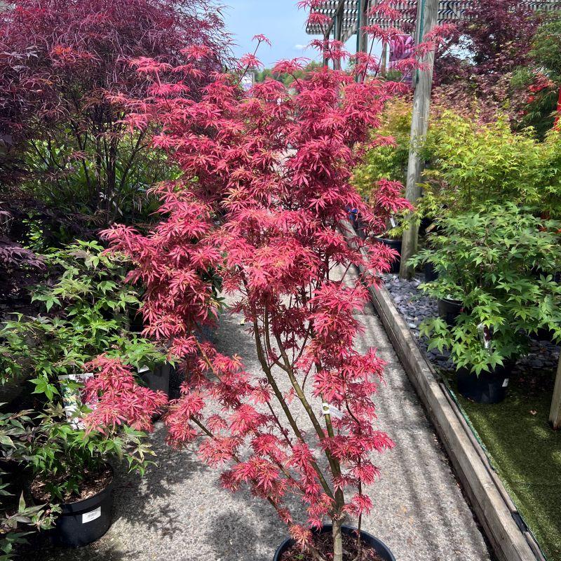Acer Palmatum 'jerre Schwartz' - View 16 from www redcrocus com