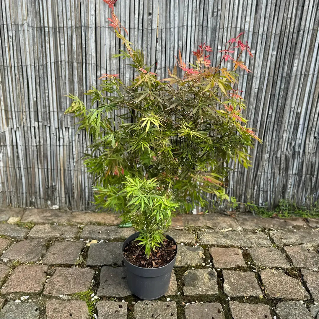 Acer Palmatum 'jerre Schwartz' - View 17 from www redcrocus com