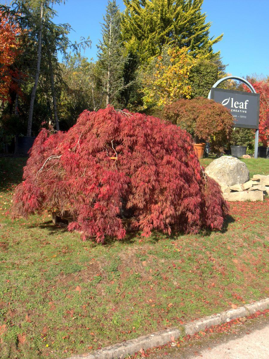 Acer Palmatum 'jerre Schwartz' - View 18 from www redcrocus com