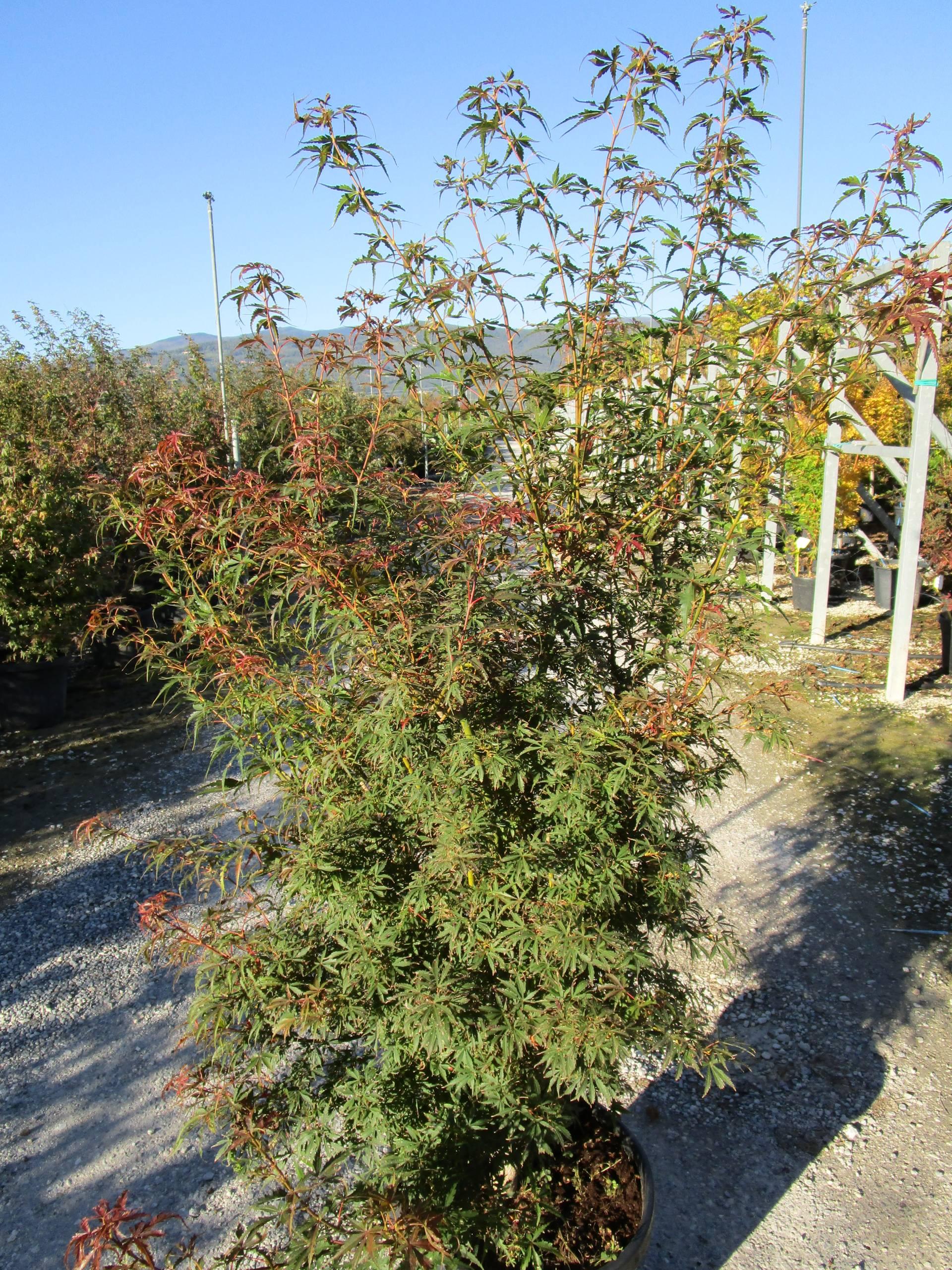 Acer Palmatum 'jerre Schwartz' - View 19 from www redcrocus com
